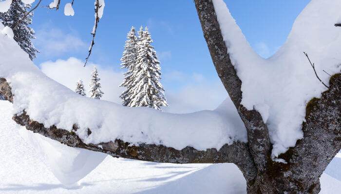 Ast von Schnee bedeckt in St. Antönien