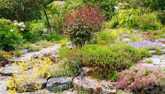 Steingarten mit vielen Pflanzen und Blumen