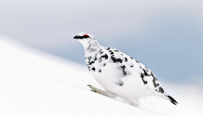 Schneehuhn-Männchen mit schwarz-weissem Gefieder im Schnee