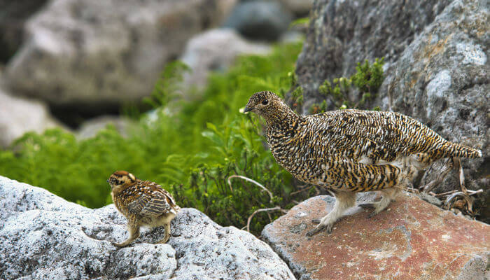 Schneehuhn im Sommerkleid mit einem jungen auf Steinen