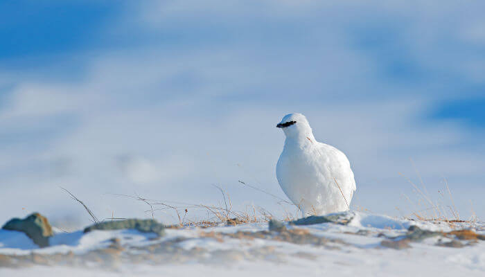 Schneehuhn im weissen Kleid im Schnee