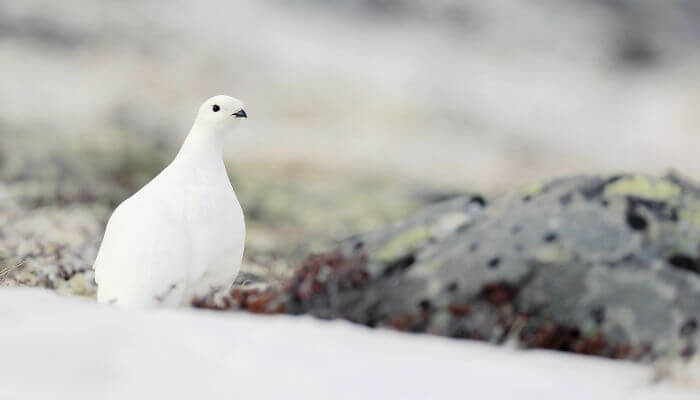 Schneehuhn im weissen Kleid im Schnee vor Stein