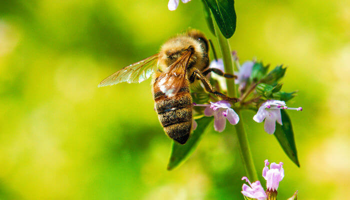 Thymian Blüte und Biene