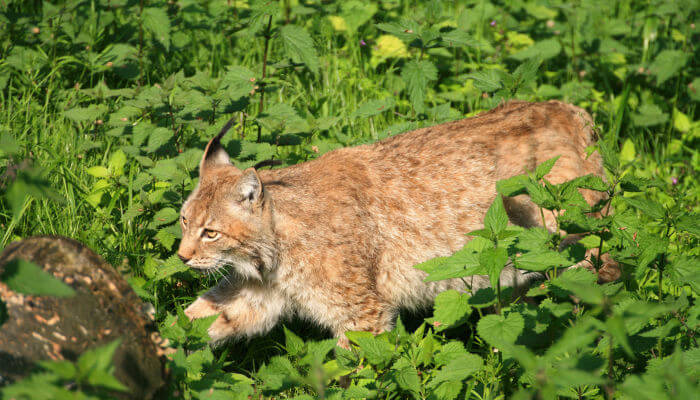 Luchs Auf Leisten Pfoten