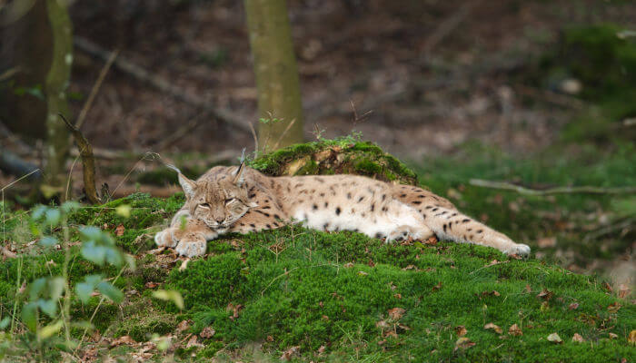 Luchs auf Moos
