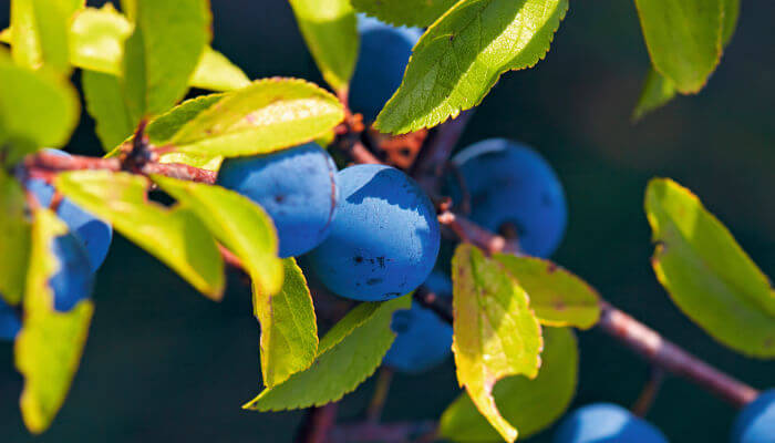 Blaue Früchte des Schwarzdorn in der Sonne