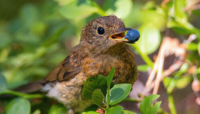 Eine Amsel mit einer blauen Beere im Schnabel