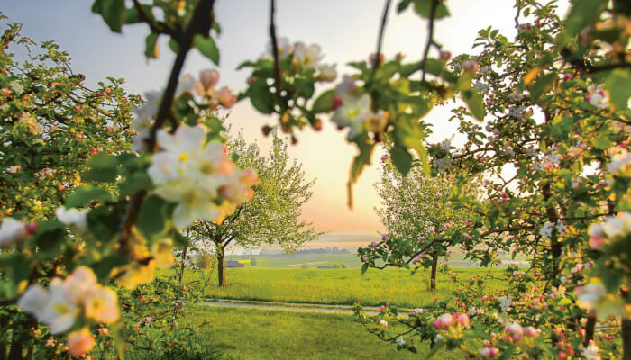 Blüten an den Obstbäumen im Frühling im Thurgau