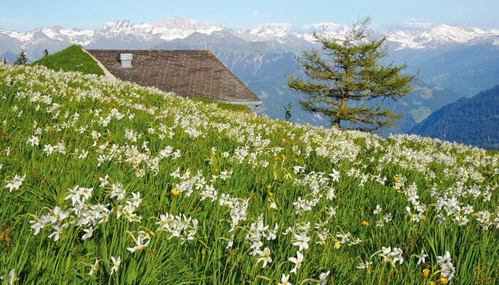 Narzissen im Frühling in Seewis