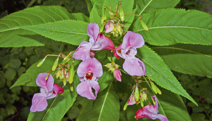 Rosa Blüten des Drüsiges Springkraut