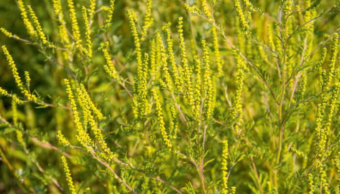 Gelbe Blüten der aufrechten Ambrosie