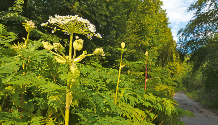 Riesen-Bärenklau mit weissen Blüten im Wald