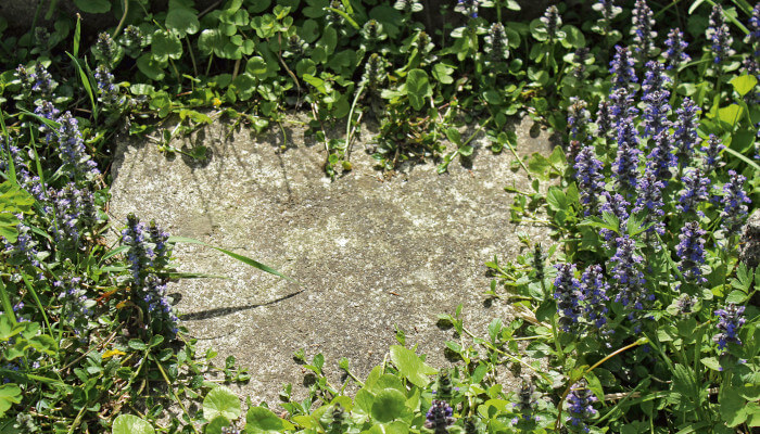 Natursteinplatte welche von Kriechenden Günsel um wachsen sind