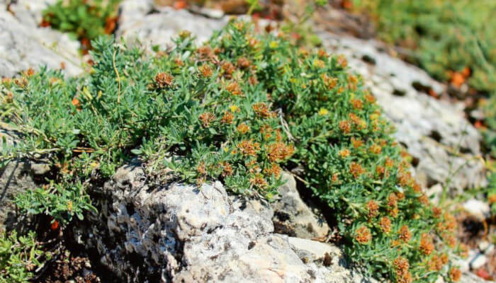 hellgelbe Blüten des Berg-Gamander