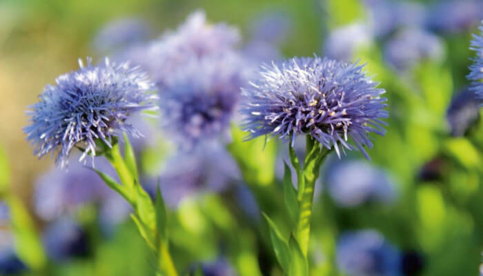 viollete Blüten der echten Kugelblume