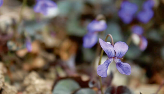 Violette Blüten der Grönland Veilchen