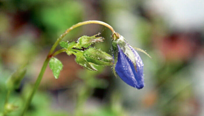 Violette Blüten der Hängepolster Glockenblume