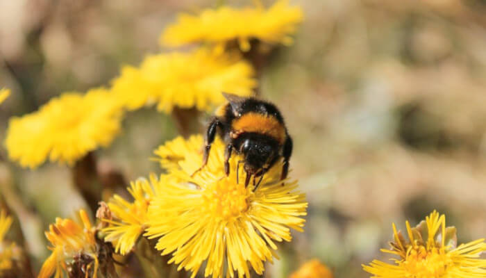 gelbe Blüten mit einer Biene des Huflattich