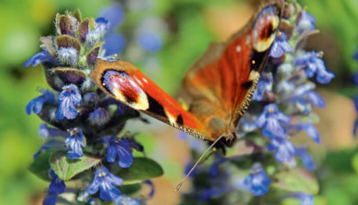 blau-rosa Blüten des Kriechenden Günsel mit Schmetterling