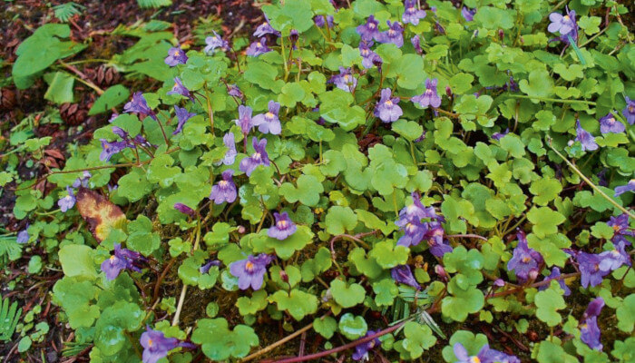 Violette Blüten und grüne Blätter der Mauer-Zimbelkraut