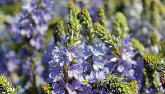 blaue Blüten des Ehrenpreis