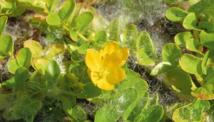 gelbe Blüten und grüne Blätter des Pfennigkraut