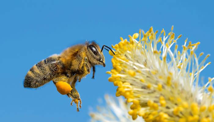 Apis gegen Insektenstiche