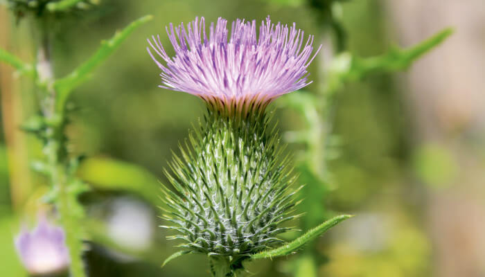 violette blühende Blüten der gemeinen Kratzdistel