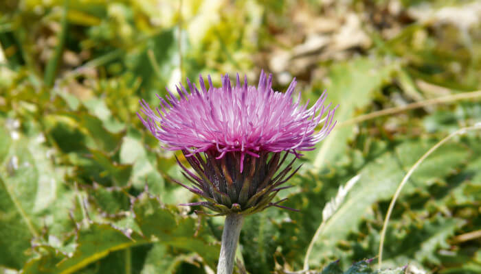 rosablühende Blüten der gewöhnlichen Berg-Distel