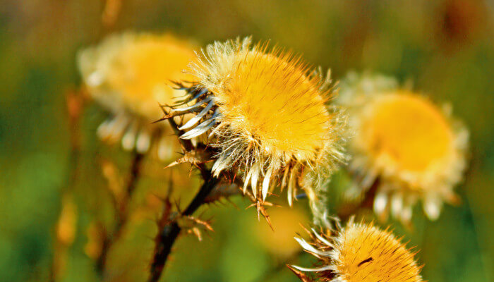 Blühende Blüten der Golddistel im Sommer