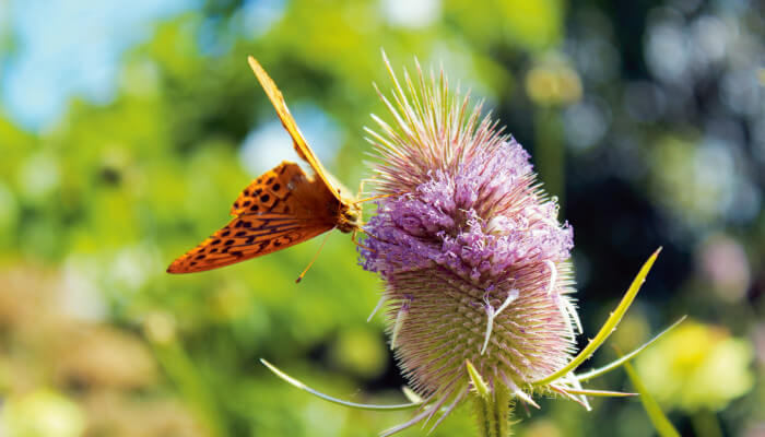 Blühende Distel bei Sonnenschein mit Schmetterling