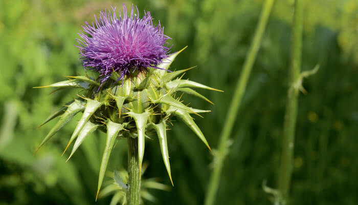 rosablühende Blüten der Mariendistel