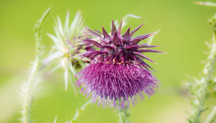 Blühende Blüten der nickenden Distel in der Sonne