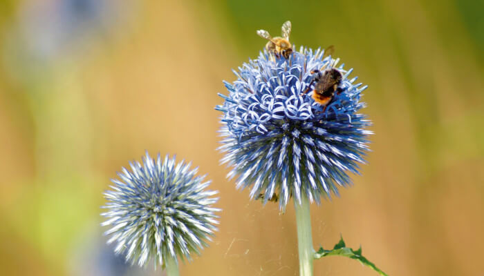 Blühende Ruthenische Kugeldistel bei Sonnenschein