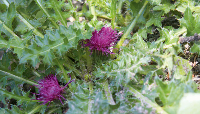 Blühende Blüten der Stängellosen Kratzdistel