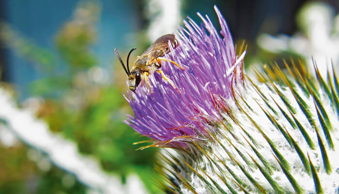 Wildbiene auf distel