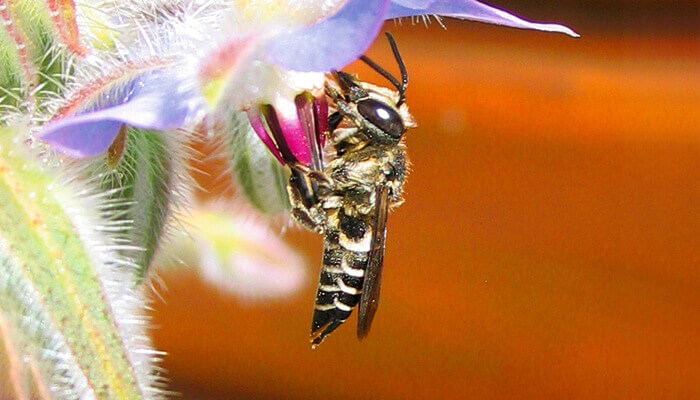 schwarz-weisse Goldsaum-Kegelbiene auf einer rosa Blüte