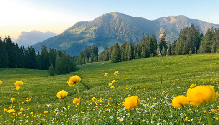 Frühlinsblumen auf den Wiesen der Moorlandschaft Rossweid im Frühling