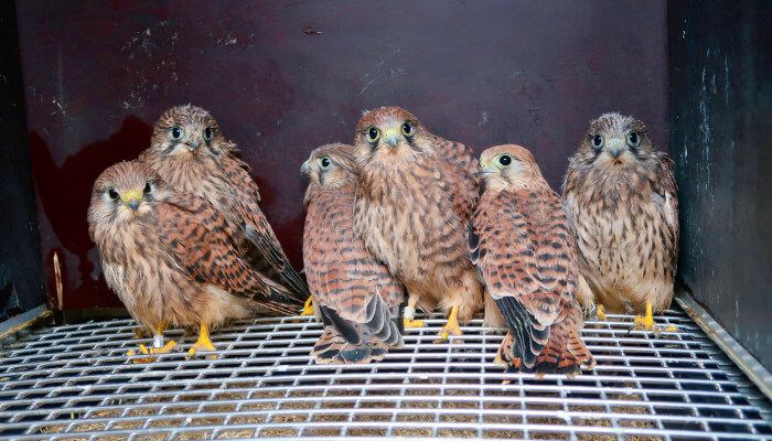 Turmfalken im Käfig in der Greifvogelstation