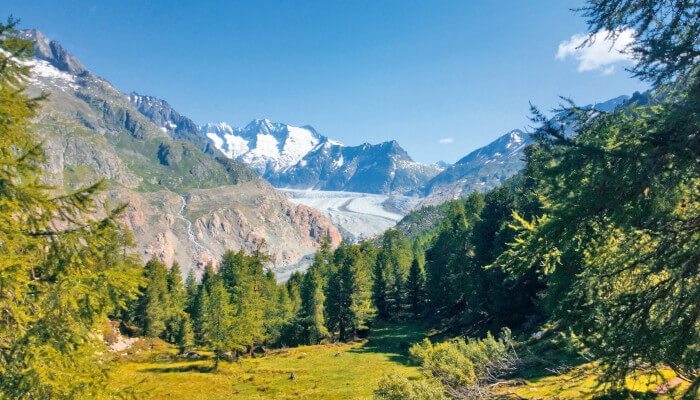 Aletschgletscher im Frühling mit Lärchen und Frühlingswiesen