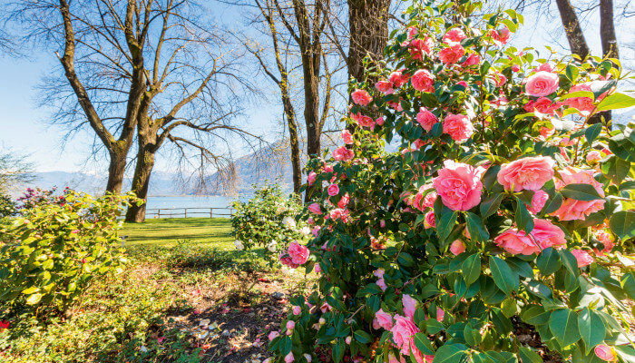 Rosa blühende Kamelien zwischen Bäumen in Locarno