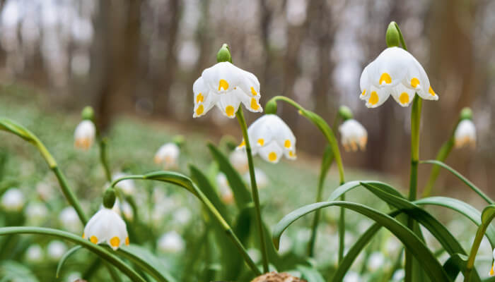 Weiss-blühende Märzenbacher im Wald