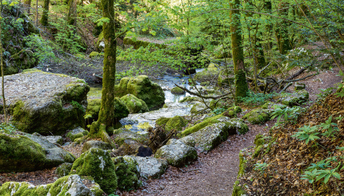 Wanderweg am Fluss im Frühling in der Twannbachschlucht