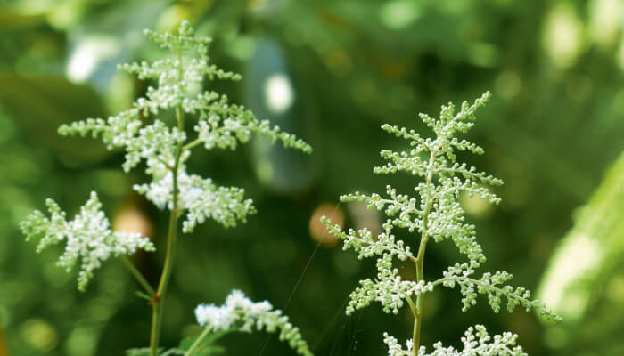 weisse Blüten des Wald Geissbart