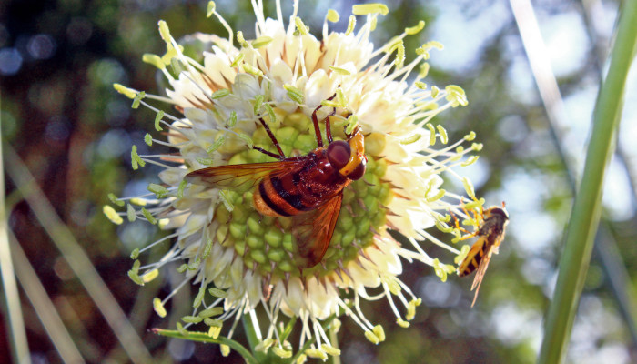 Weissblühende Blüten des Schuppenkopf