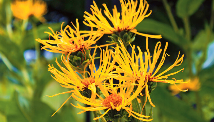 Gelb blühende Blüten der Staude Echter Alant