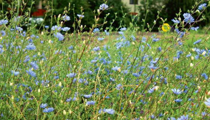 Feld mit blühenden Blüten der Staude endivie