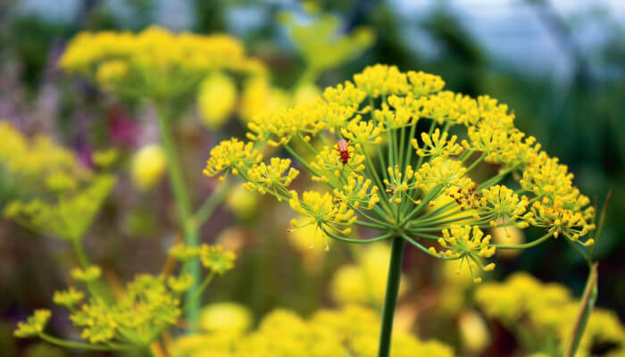 Gelb blühende Blüten des Fenchel