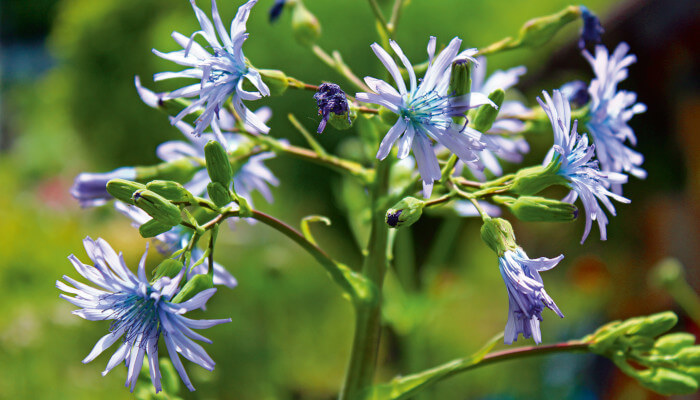 Blaublühender Blüten des Milchlattich