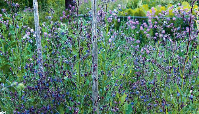 Blau blühende Blüten der Staude Grosse Ochsenzunge